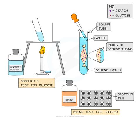 OCR A Level Biology 复习笔记2 5 4 Practical Investigating the Rate of