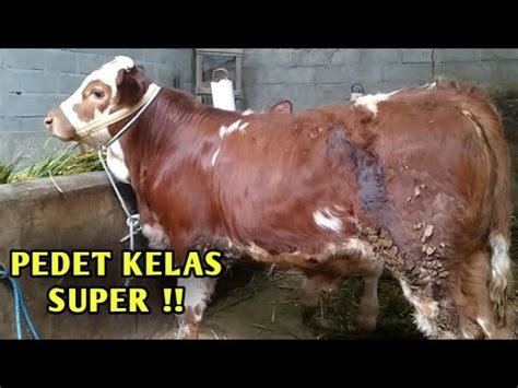 Ready Stok Pedet Super Terbaru Wa Youtube