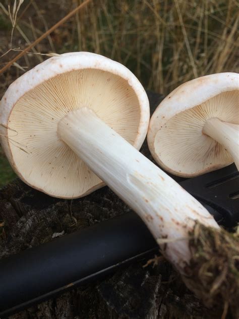 Коллибия пятнистая (Rhodocollybia maculata) фото и описание