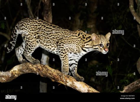 Ocelote leopardus pardalis fotografías e imágenes de alta resolución