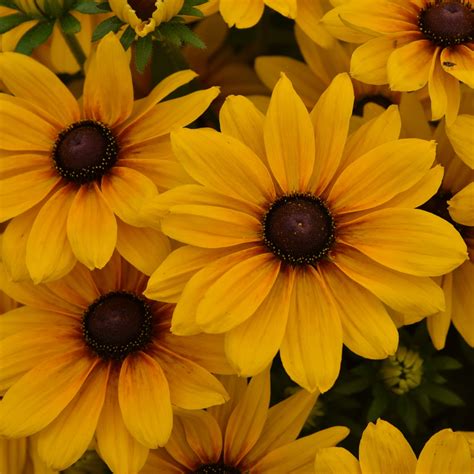 Rudbekia Sadzonki Sunbeckia Carolina Wieloletnia Cena Opinie