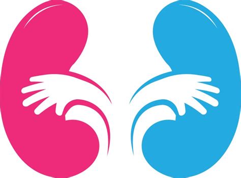Kidney Logo Royalty Free Vector Image Vectorstock