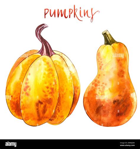 Pumpkin Hand Drawn Watercolor Painting On White Background Watercolor