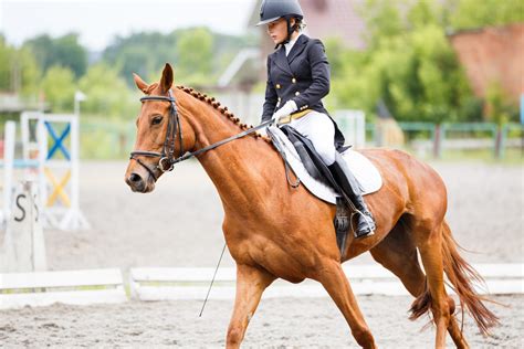 Guide To Dressage Riding Simple Explanations For A Complex Sport