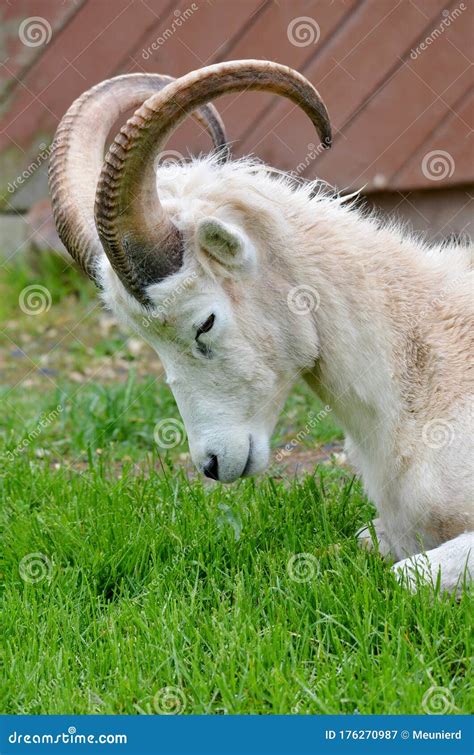 The Domestic Billy Goat Or Simply Goat Capra Aegagrus Hircus Stock