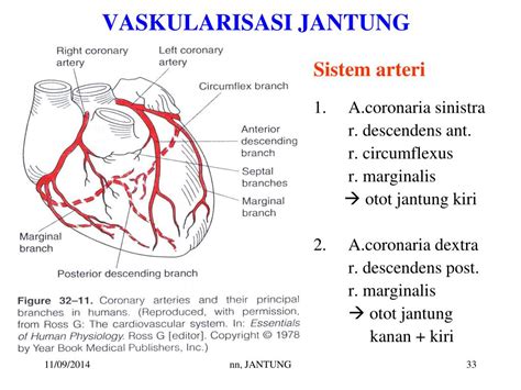 Ppt Jantung Powerpoint Presentation Free Download Id4256554