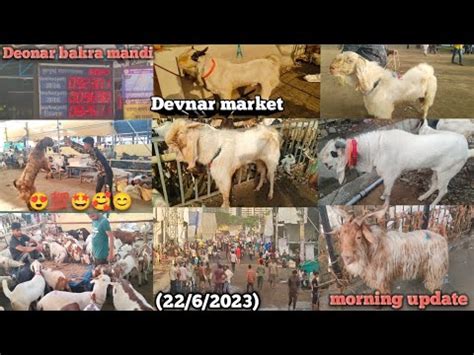 Devnar Bakra Mandi Latest Update Today Wait Price Ke Sath 22 6 2023