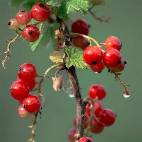 Redcurrant Jelly Doddington Hall