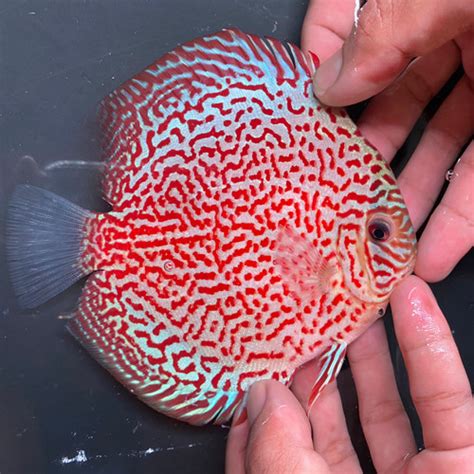 Promo Discus Leo Panthera 4 In Ikan Discus Ikan Diskus Ikan Hias