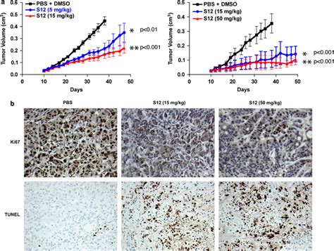 S12 Inhibits Tumor Growth In Vivo A AsPC1 Cells Were Injected