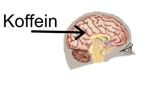Koffein So Wirkt Koffein Wirklich Auf Unseren K Rper