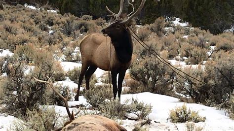 Bull Elk Rescue In Southern Utah Youtube