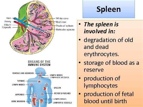 Human Immune system HIS Immunology Immunology