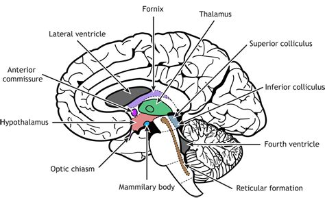 Brain Anatomy Introduction To Neuroscience