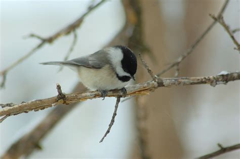 How To Bring All The Chickadees—And Other Native Wildlife—To Your Yard