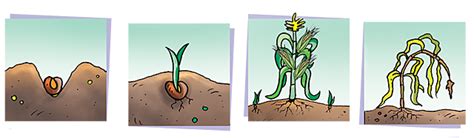 Proceso De La GerminaciÓn De La Planta Timeline Timetoast Timelines