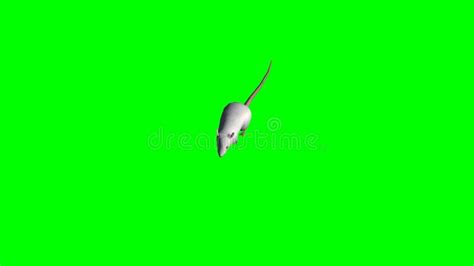 Rat Stock Video Video Of Small Domestic Rodent Backgrounds 52334259