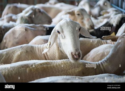 Sheep Corral Hi Res Stock Photography And Images Alamy