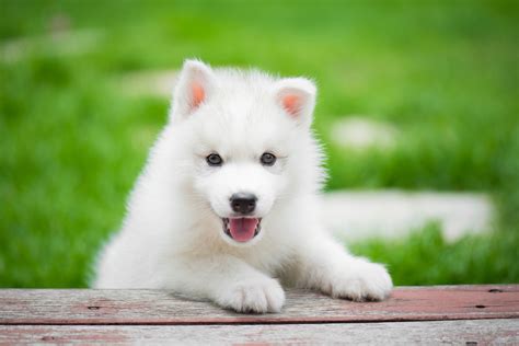 150+ Wonderful Names For White Dogs And Puppies