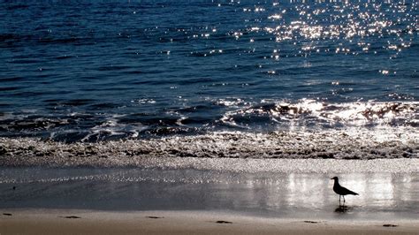 Wallpaper Birds Sea Shore Sand Reflection Beach Coast Horizon