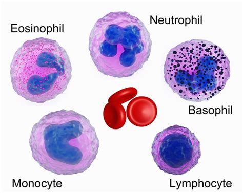 Leukopenia Vs Neutropenia Symptoms Causes Treatment