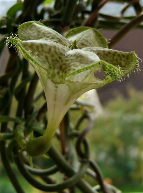 Ceropegia Sandersonii Is A Species Of Flowering Plant In The Genus