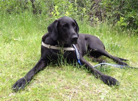 Labradane (Great Dane and Lab Mix) | Great Dane