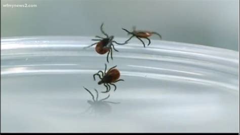 How To Keep Ticks Out Of Your Yard By Doing These Three Things