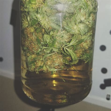 How To Water Cure Your Weed Rqs Blog