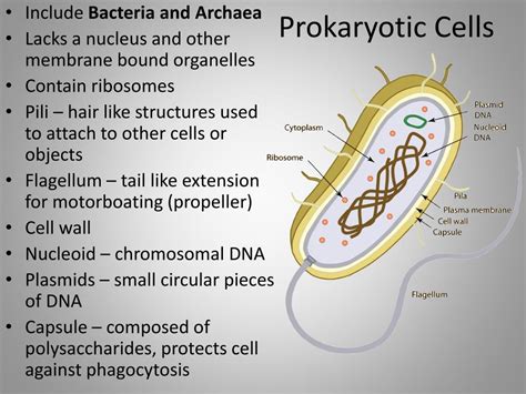 How Do Prokaryotes Get Energy