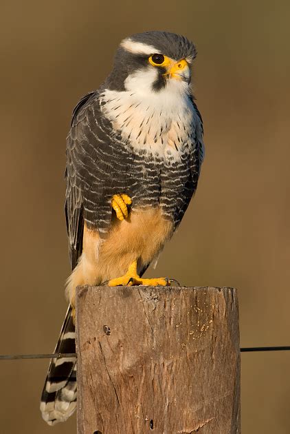 Falc O De Coleira Falco Femoralis Wikiaves A Enciclop Dia Das