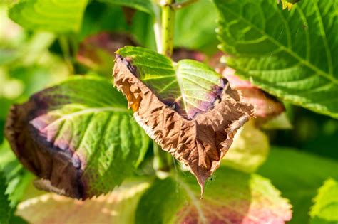 Hortensien Bl Tter Werden Braun Ursachen Und L Sungen