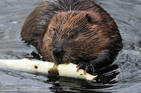 North American Beaver Woodcote Photography