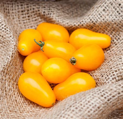 Ildi Yellow Pear Heirloom Tomato Premium Seed Packet · Sherwoods Seeds