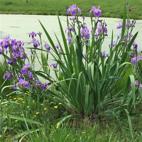 Iris Versicolorwild Blue Flag Sunlight Gardens