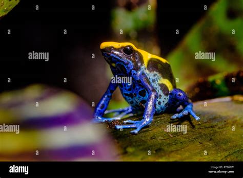 The Dyeing Dart Frog Tinc A Nickname Given By Those In The Hobby Of