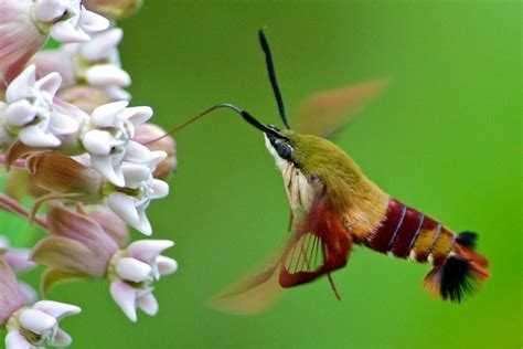 Hummingbird Clearwing Moth Butterflies And Moths Of Floracliff Nature Sanctuary · Inaturalist