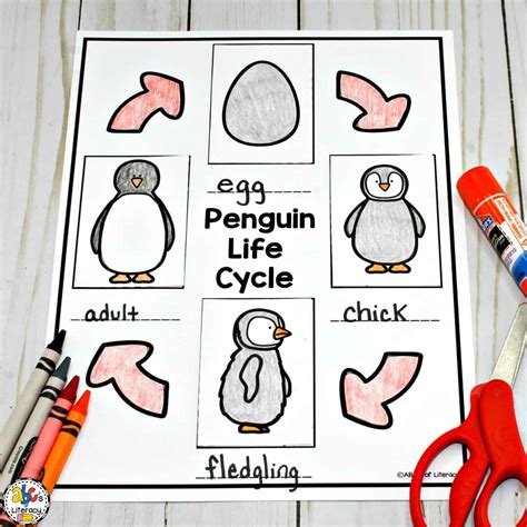 Penguin Life Cycle Free Printable