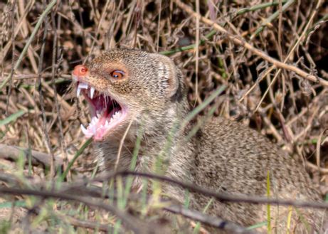 Hawaiian Mongoose: The Story of Failed Pest-Control