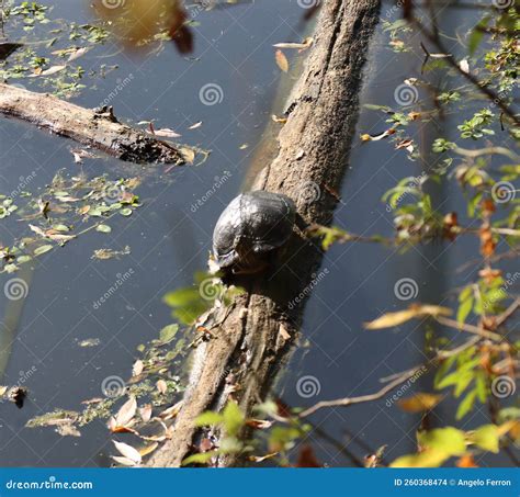 Freshwater Turtle on the Branch in Lake Mantua- Stock Photo - Image of ...