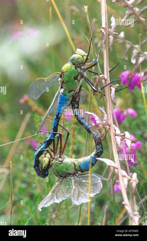 Emperor Dragonflies Anax Imperator Mating Stock Photo Alamy