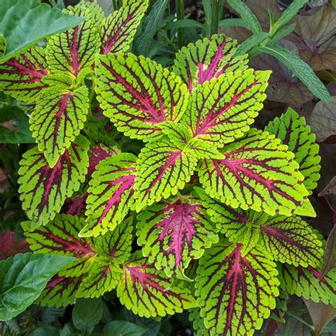 Coleus Dragon Heart White Flower Farm