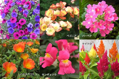 夏の花から始めるガーデニング育てやすい植物たち 花咲マニアとアロマさん