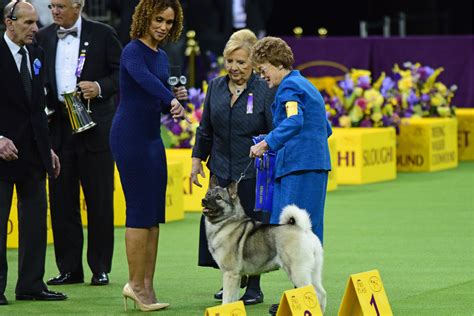 Judging The Westminster Dog Show: How They Choose A Champion