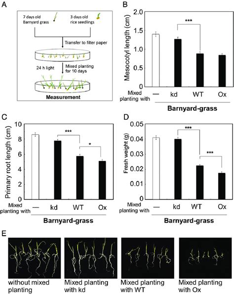 Alteration In Ostgap Expression Effects On Rice Allelopathic Activity