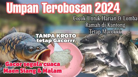 Umpan Ikan Mas Terobosan Gacor Di Segala Cuaca Siang Malam Youtube