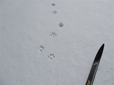 Pedaling PEI: Coyote tracks