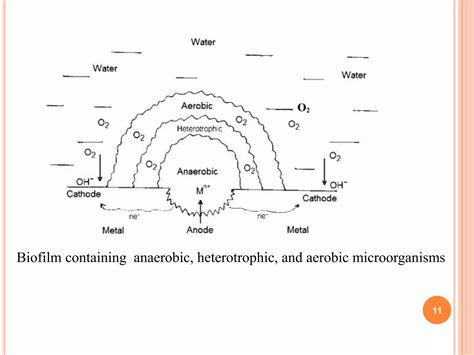 Microbiologically Influenced Corrosion Mic Or Biological Corrosion Ppt