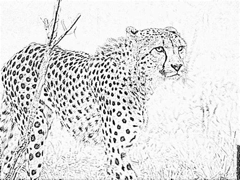 dessin bebe guepard