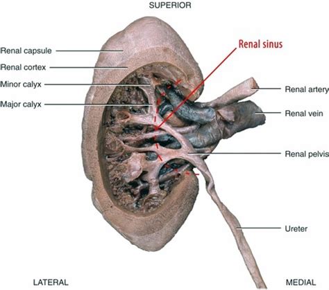 Urinary System Flashcards Quizlet